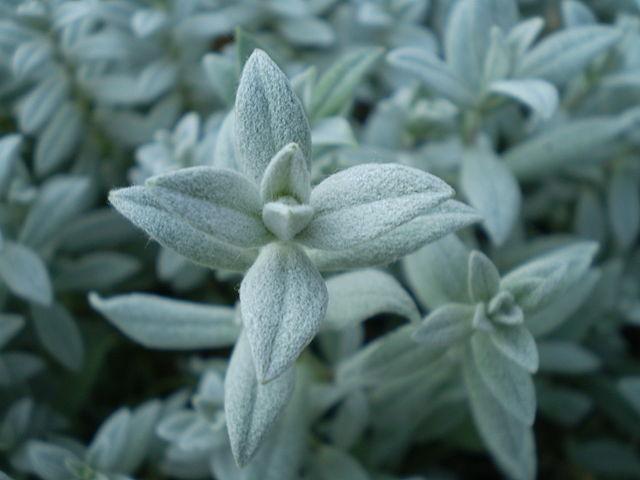 Cerastium tomentosum - Snow-in-Summer 