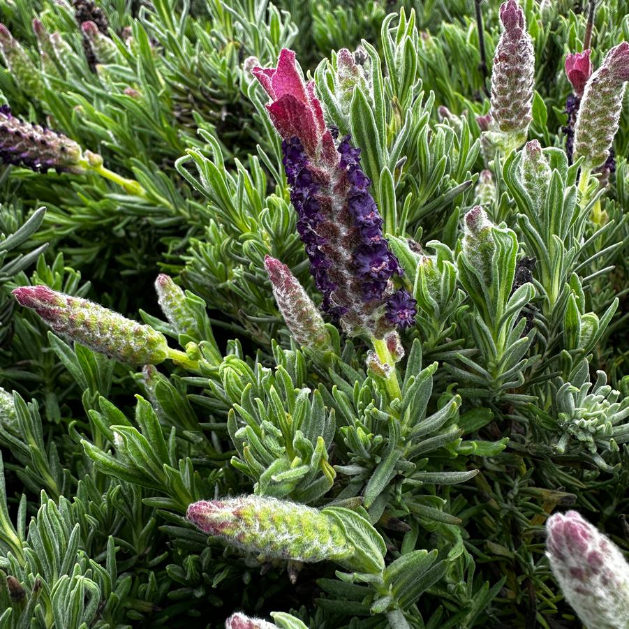 Lavandula stoechas 'Anouk Burgundy' - Spanish Lavender from Pleasant Run Nursery