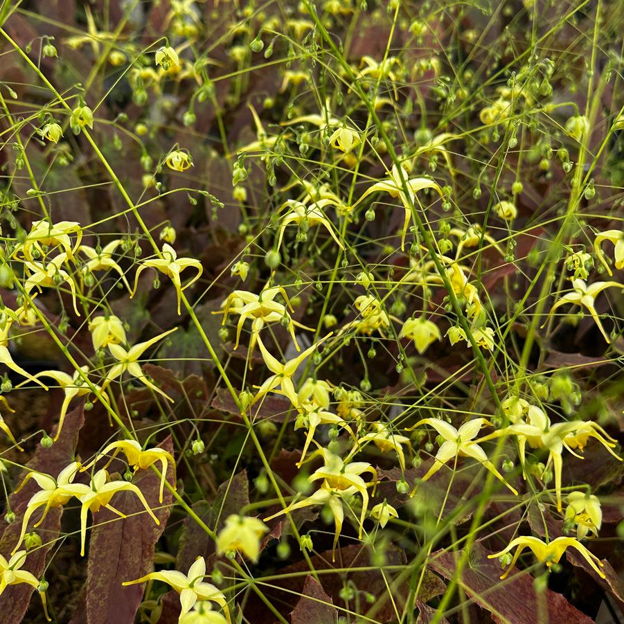 Epimedium x 'Woodland Elf' - Barrenwort from Pleasant Run Nursery