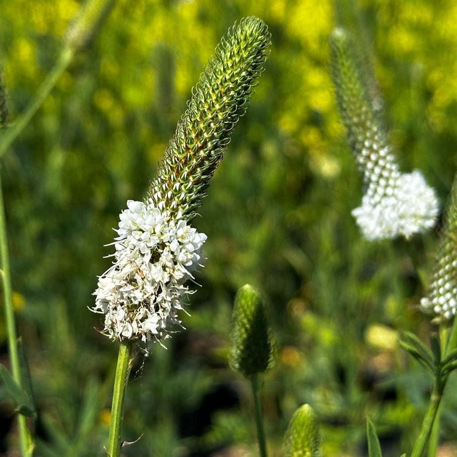 Dalea candida - White Prairie Clover from Pleasant Run Nursery