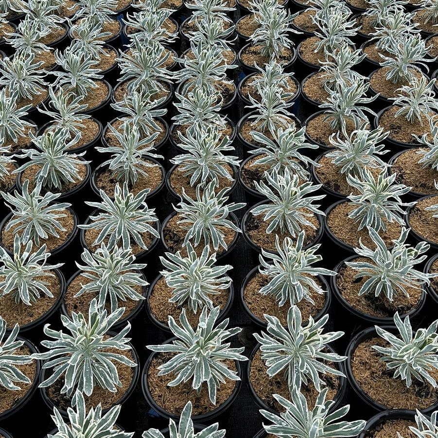 Euphorbia characias ssp. wulfenii SAHARA™ Tasmanian - Spurge from Pleasant Run Nursery