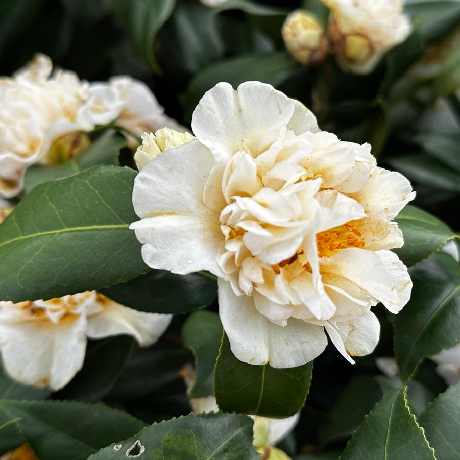 Camellia x 'Jury's Yellow' - Camellia from Pleasant Run Nursery