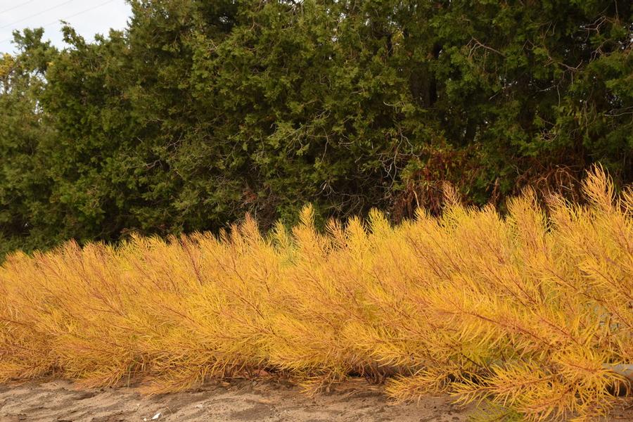 Amsonia hubrichtii 'String Theory' - Photo courtesy of Proven Winners or www.provenwinners.com