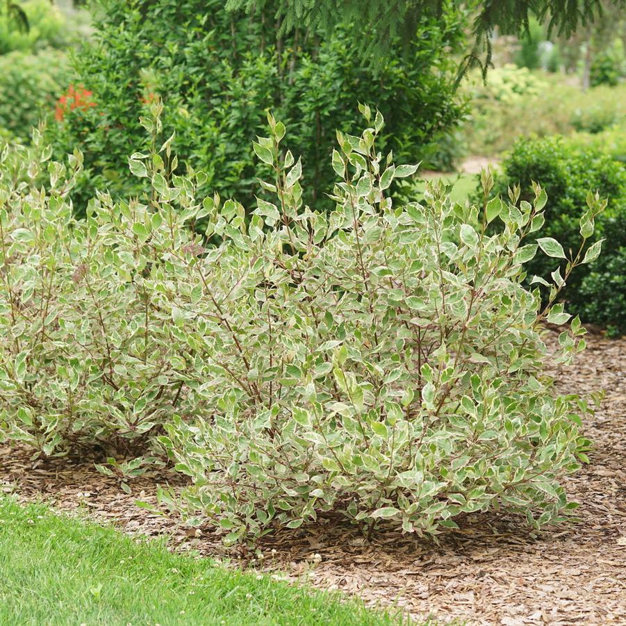 Cornus alba 'Sgt. Pepper®' - Photo courtesy of Proven Winners