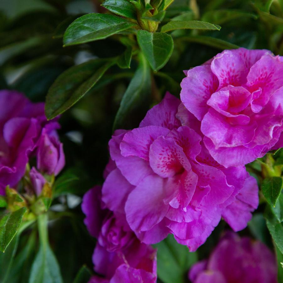 Rhododendron 'Encore Autumn Majesty' - EncoreAzalea.com
