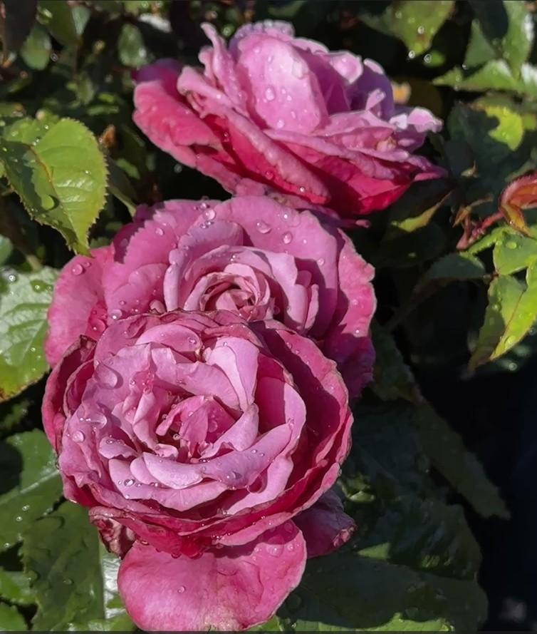 Rosa 'Barbra Streisand' - Shrub Rose - Hybrid Tea from Pleasant Run Nursery