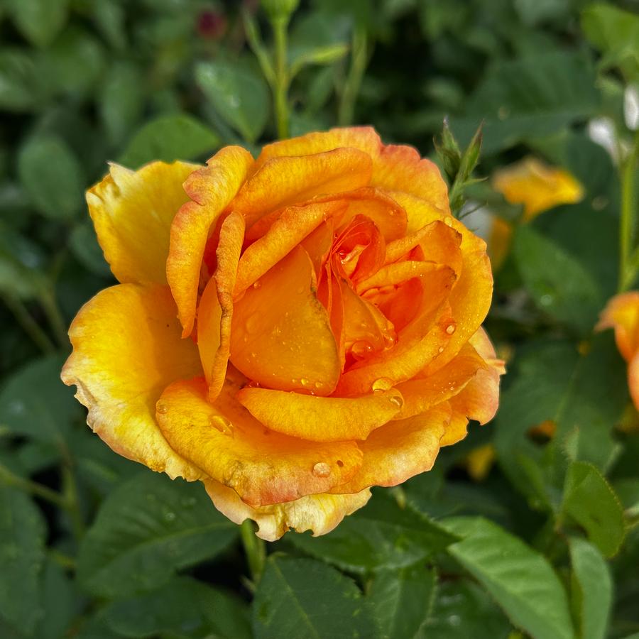 Rosa 'Gold Medal' - Shrub Rose - Grandiflora Rosa from Pleasant Run Nursery
