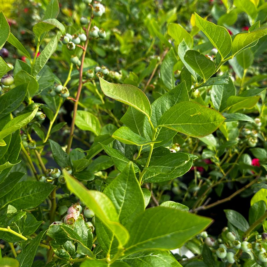 Vaccinium corymbosum 'Duke' - Highbush Blueberry from Pleasant Run Nursery