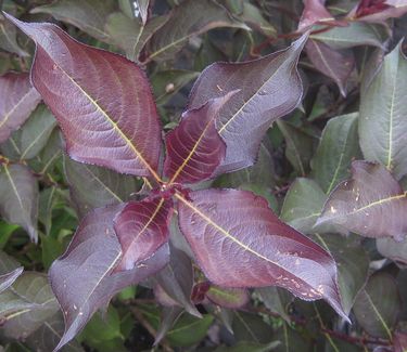 Weigela florida Wine & Roses® 