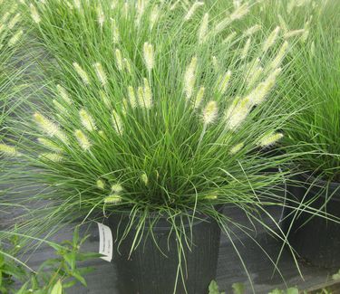 Pennisetum alopecuroides 'Little Bunny' - Miniature Fountain Grass 