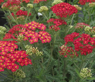 Achillea millefolium Paprika