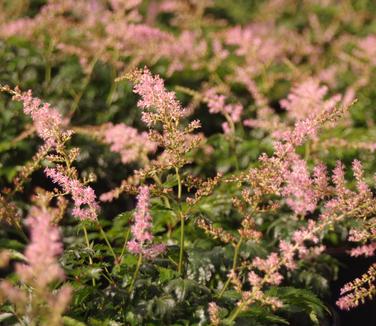 Astilbe simplicifolia Hennie Graafland 