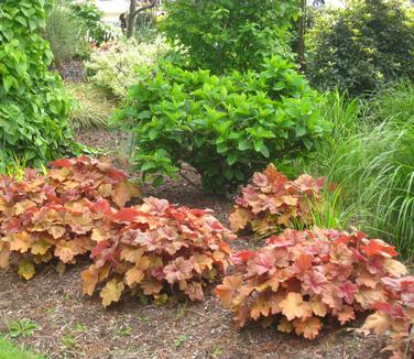 Heuchera x villosa 'Southern Comfort' 