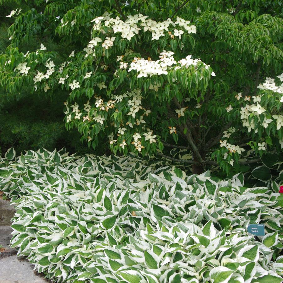 Hosta 'Patriot' 