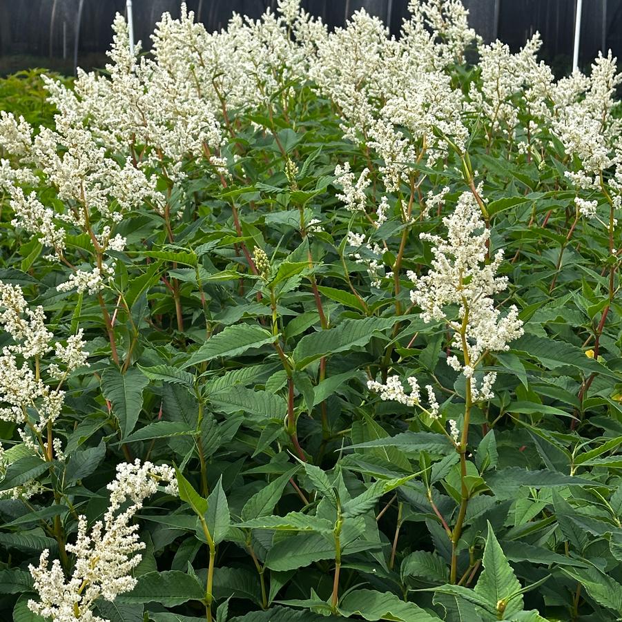 Persicaria polymorpha