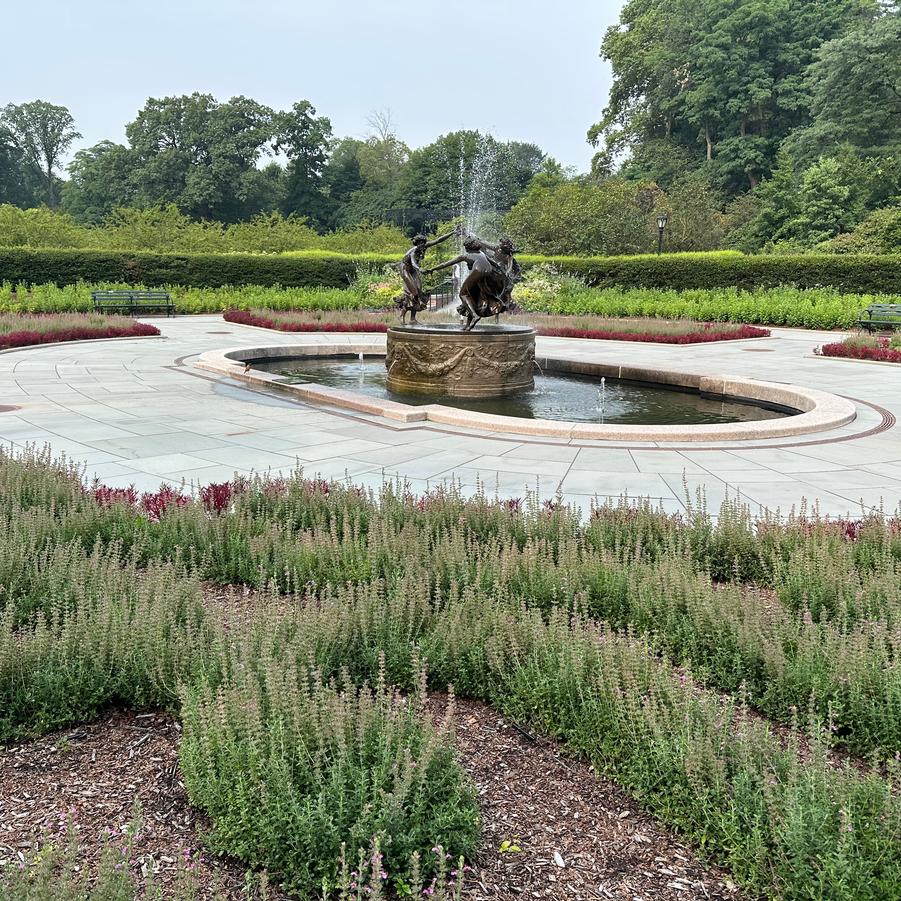 Teucrium chamaedrys @ Central Park