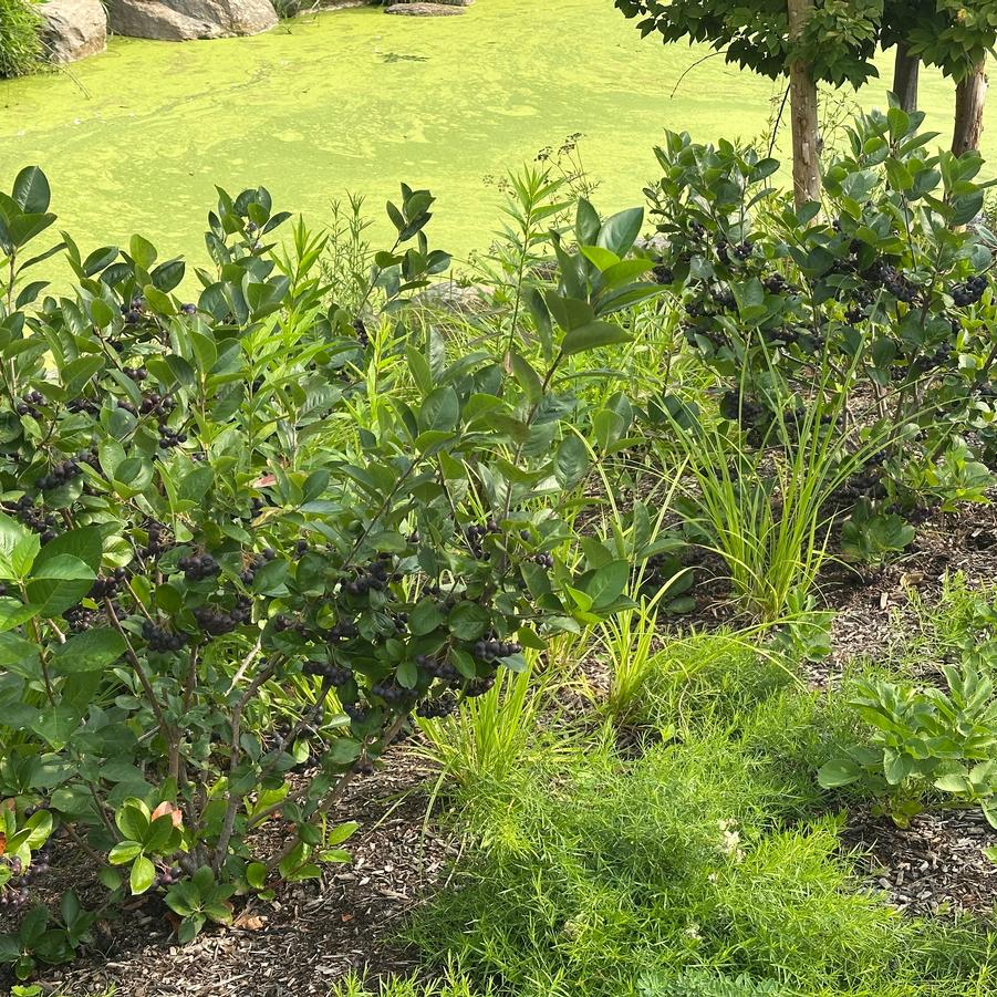 Aronia melanocarpa 'Viking' - Black Chokeberry