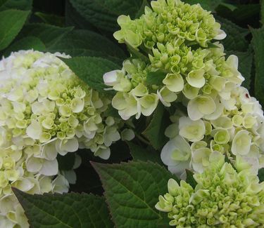 Hydrangea macrophylla Endless Summer® 'Blushing Bride'
