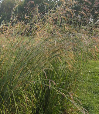 Andropogon gerardii - Big Bluestem