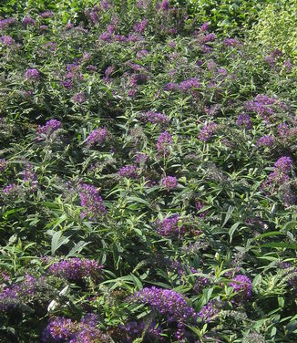 Buddleia x Lo & Behold® 'Purple Haze'
