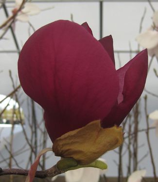 Magnolia x Purple Prince