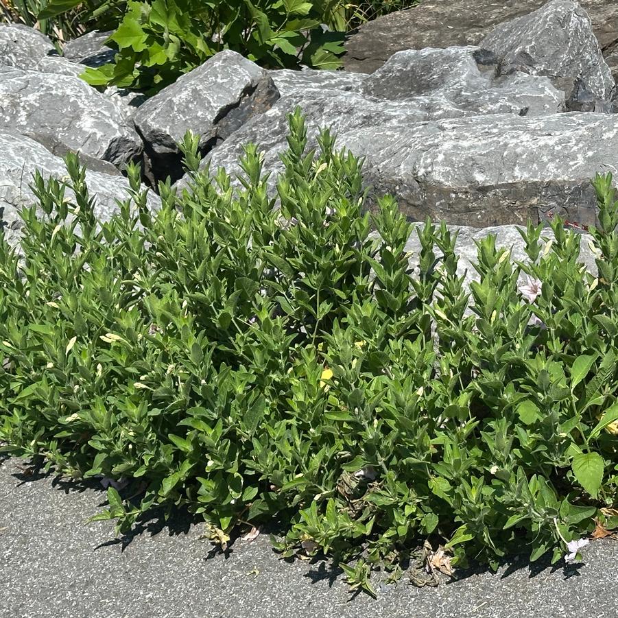Ruellia humilis (@ Brooklyn Bridge Park)