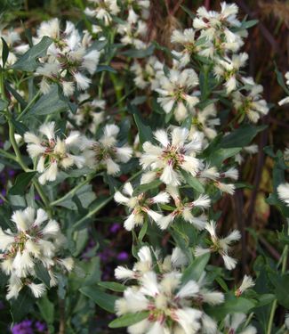 Baccharis halimifolia 