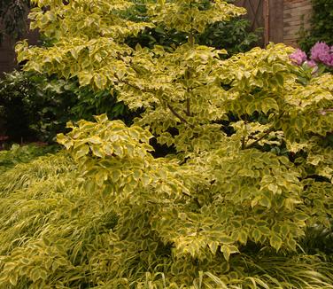 Cornus kousa Summer Gold (@ Untermyer Gardens)