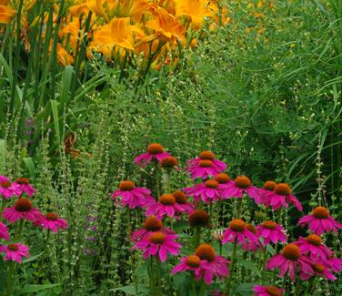 Echinacea purpurea 'PowWow Wildberry'