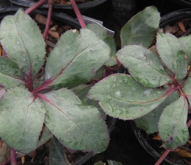 Helleborus x ericsmithii 'Pink Frost' 