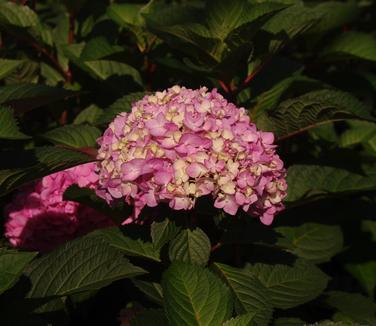 Hydrangea macrophylla Endless Summer® BloomStruck®