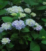 Hydrangea macrophylla Endless Summer® 'The Original'
