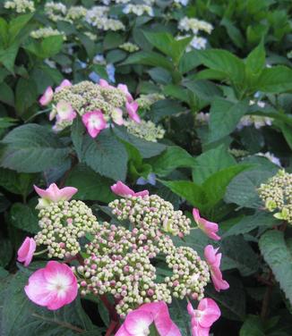 Hydrangea macrophylla Endless Summer® Twist 'n' Shout® - Bigleaf Hydrangea from Pleasant Run Nursery