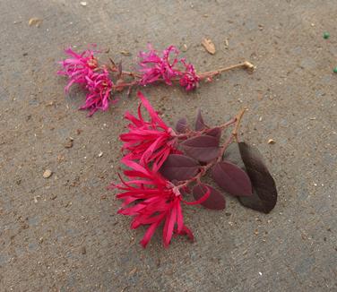 Loropetalum chinensis Ever Red (Bottom)