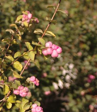 Symphoricarpos x Proud Berry® Pink