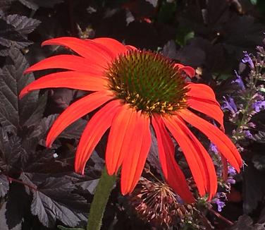 Echinacea x PRAIRIE STARS™ 'Tomato Soup'