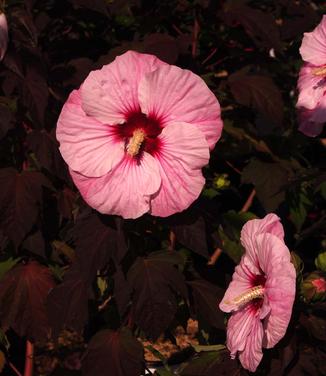 Hibiscus x Summerific 'Perfect Storm'