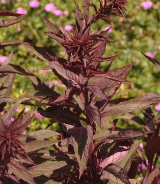  Lobelia cardinalis Black Truffle