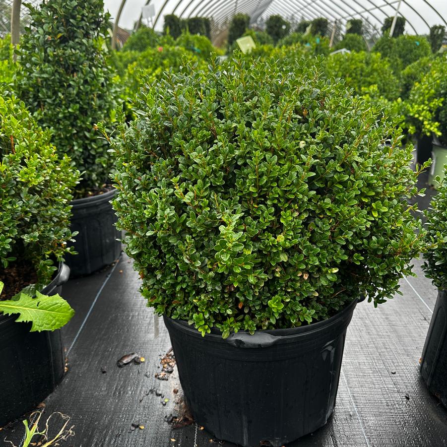 Buxus microphylla 'Little Missy' - Little Leaf Boxwood from Pleasant Run Nursery