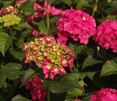 Hydrangea macrophylla Endless Summer® Summer Crush®
