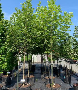 Platanus x acerifolia Exclamation!
