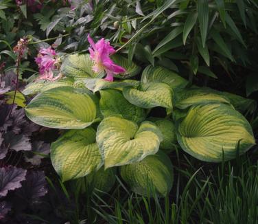 Hosta 'Brother Stefan'