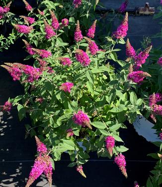 Buddleia x Lo & Behold® Ruby Chip® - Butterfly Bush from Pleasant Run Nursery