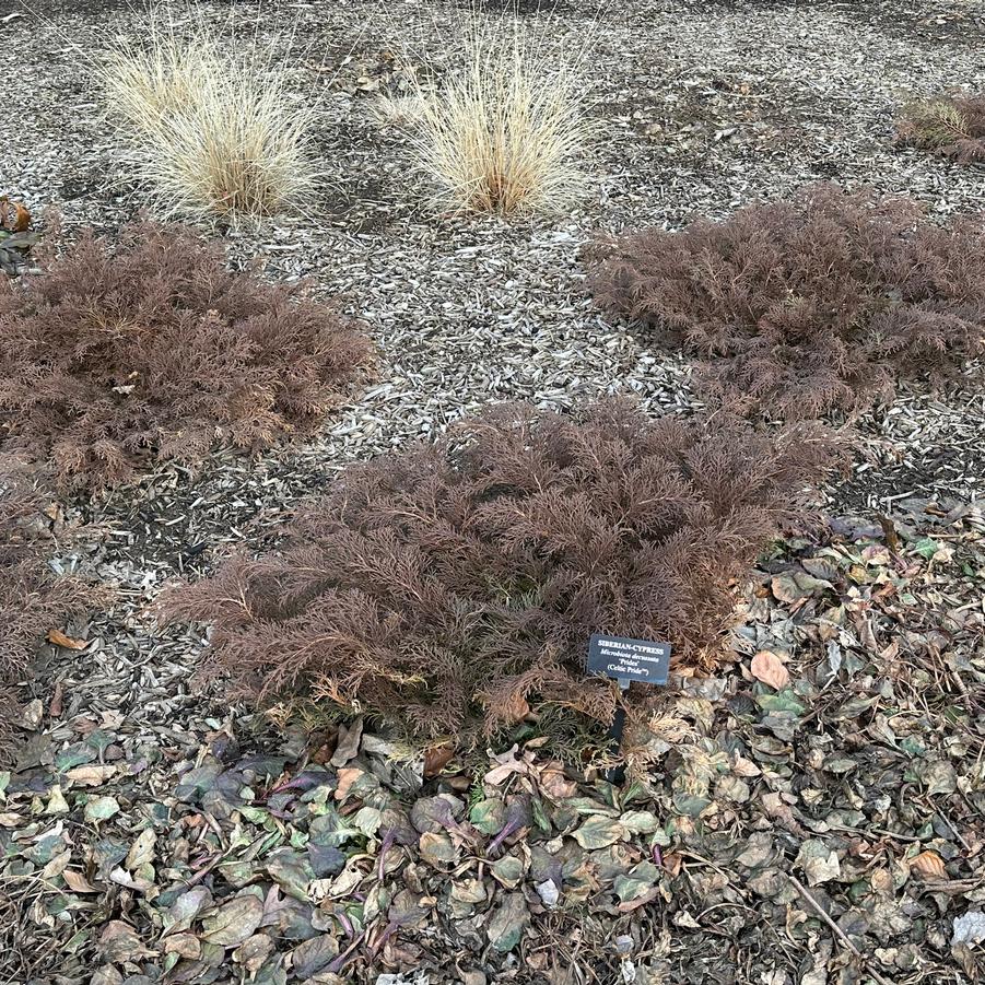 Microbiota decussata 'Celtic Pride®' - Winter color - Longwood Gardens