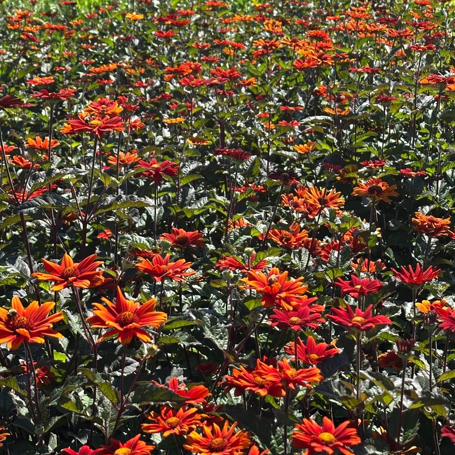 Heliopsis helianthoides var. scabra Bleeding Heart - False Sunflower