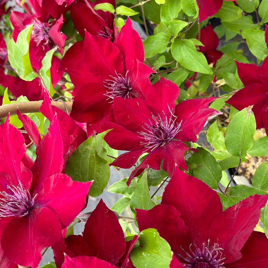 Clematis 'Nubia™' - Clematis from Pleasant Run Nursery