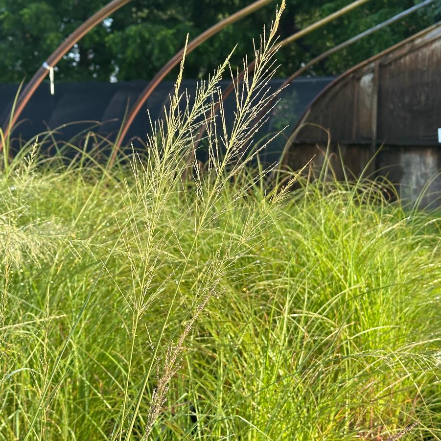 Sporobolus wrightii - Giant Sacaton from Pleasant Run Nursery