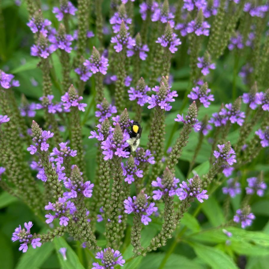 Verbena hastata - Blue Vervain from Pleasant Run Nursery