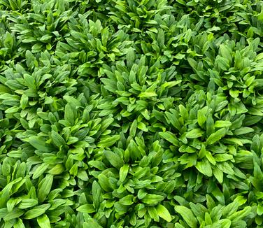 Ajuga tenorei Feathered Friends 'Cordial Canary' - Bugleweed from Pleasant Run Nursery