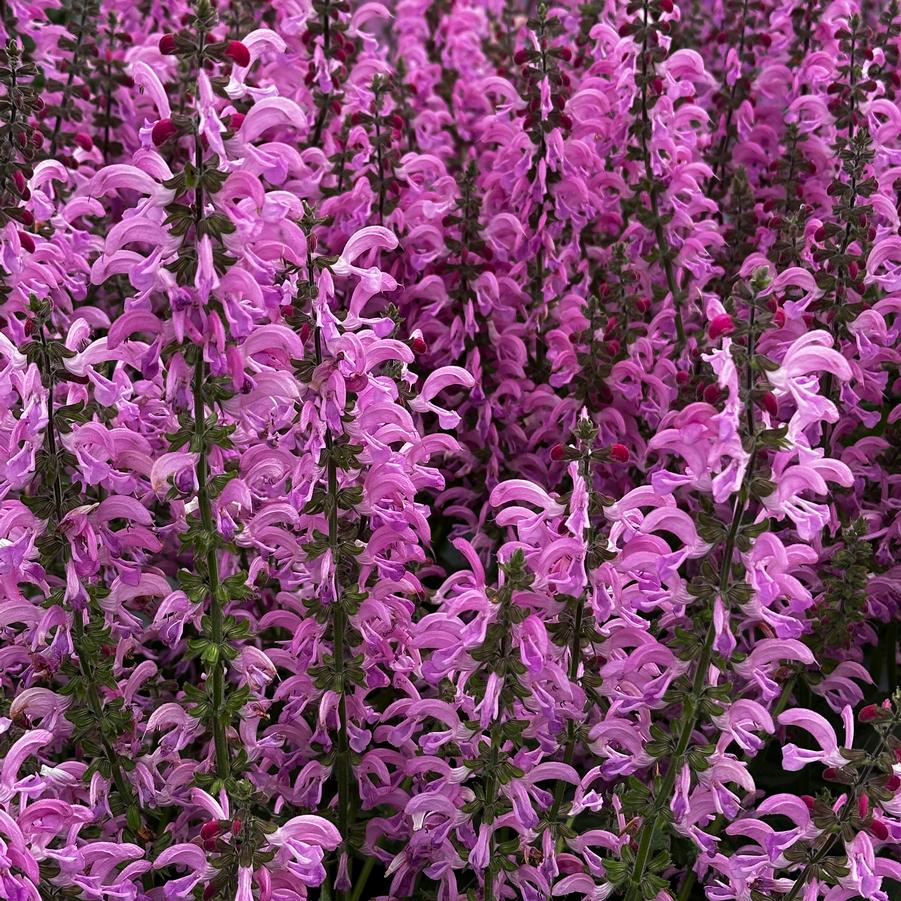 Salvia pratensis 'FASHIONISTA® 'Moulin Rouge'' - Meadow Sage from Pleasant Run Nursery